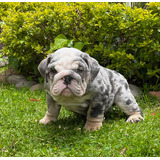 Bulldog Ingles Exoticos