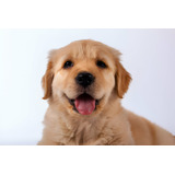 Cachorros Golden Retriever Con Registro Pedigree Perros