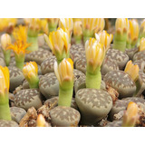 20 Semillas De Lithops Dorotheae + Instructivo 