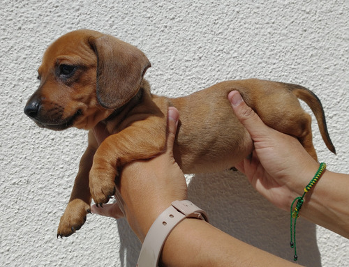 Cachorros Salchicha 