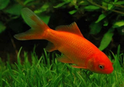 Pct. C/ 5 Peixes Kinguio Cometa Vermelho -aquário- Água Doce