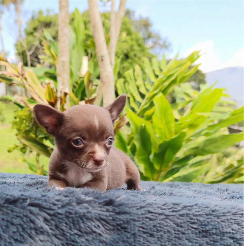 Cachorro Chihuahua