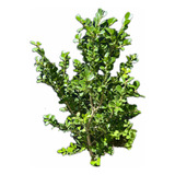 X3 Buxus Cerco Vivo Perimetral - Arbustos - Plantas