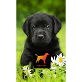 Cachorros Labrador Machitos Con Bolsa Alimento Premium