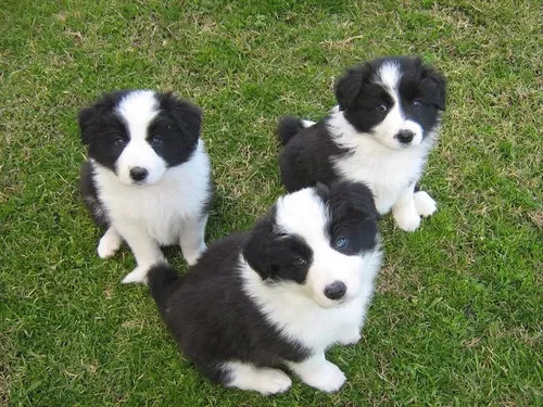 Cachorros Border Collie Negros Con Blanco