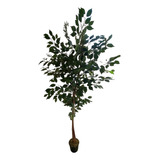 Ficus Planta Árbol Semi Artificial Con Maceta 190 Cms