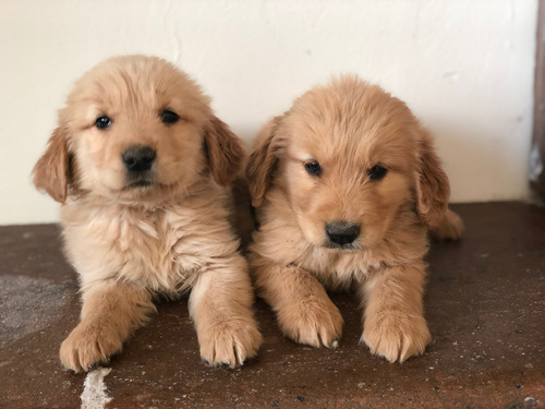 Golden Retriever Con Cpr Hermosos