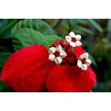 1 Arbolito De Mussaenda Roja Scarlet - Exotica Flores Rojas