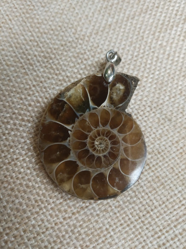 Collar Ammonite Petrificado Caracol Y Cadena De Acero Fósil