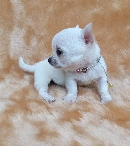 Chihuahua Fêmea Micro Linhagem Importada 