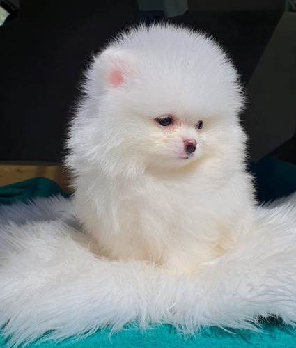 Perro Raza Pomerania Machito Blanco. 