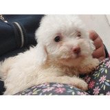 Poodle Toy  L9l9a9ma01me4481