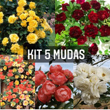 Kit Com 05 Mudas De Rosas Trepadeiras Enxertadas