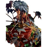 Begonia Negra Colgante.-