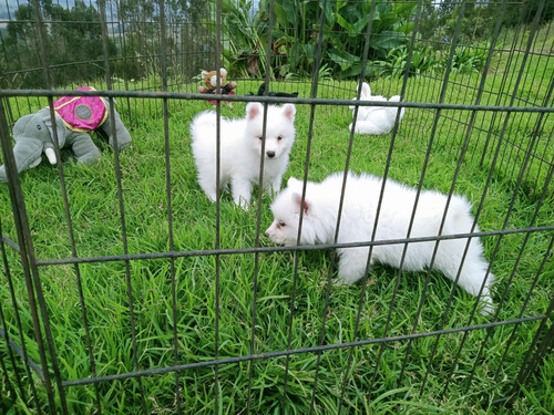 Samoyedo De Royal Kennel.  ***promoción***