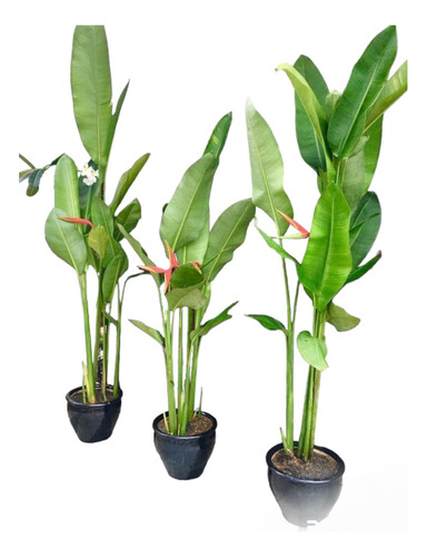 Heliconia Biahi + Fertilizante De Regalo