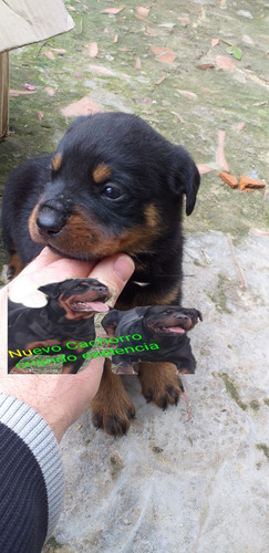 Rottweiler Cachorros  Consultar $ Bellosss