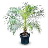 Palmera Fenix Robelini, Palmera Enana 10lts