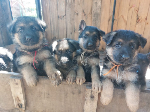 Excelentes Cachorros De Ovejero Alemán Puros Padres Con Poa