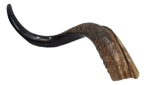 Shofar Antilope Yemenite Kosher L 59 Cm Importado De Israel