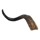 Shofar Antilope Yemenite Kosher L 59 Cm Importado De Israel