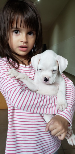 Cachorro Hembra  Boxer Blanco 