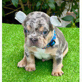 Bulldog Frances Blue Merle Exotico Precio Colombia 