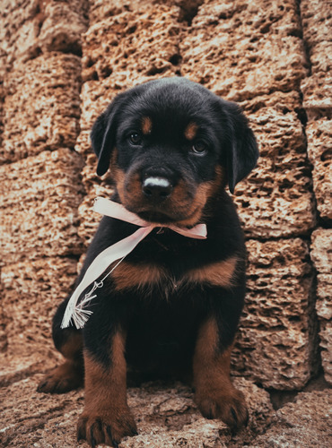 Grandiosa Rottweiler Pedigri Chip Garantía Total 8