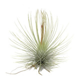 Tillandsia Andreana