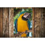 Vinilo Decorativo 60x90cm Loro Guacamayo Colores Pluma M1