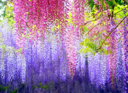 Árbol Wisteria Arcoiris, Más Semilla