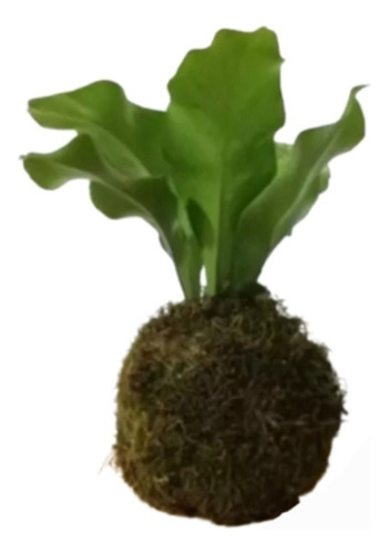 Kokedama Helecho Asplenium - Plantas De Interior 