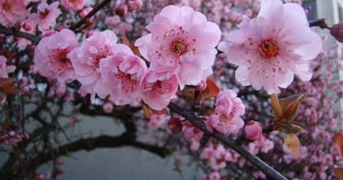 1 Arbolito De Cerezo Del Japón Cultivar Blireana No Semillas