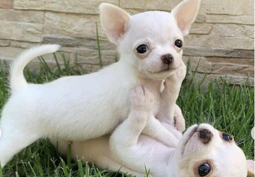 Chihuahuas Dé Bolsillo