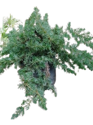 Juniperus Horizontalis Green Ornament / Pino Rastrero 