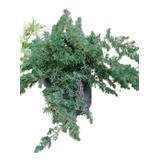 Juniperus Horizontalis Green Ornament / Pino Rastrero 