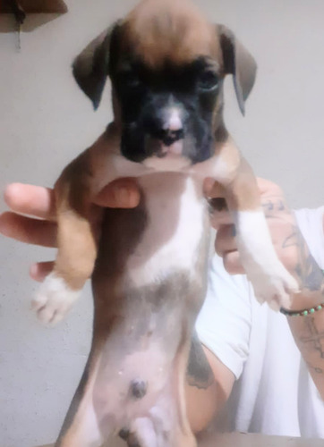 Cachorros Boxer Hermosas -_-