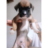 Cachorros Boxer Hermosas -_-