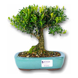 Bonsai Adulto '' Buxus 04 Anos '' Envio Imediato Promoção !!