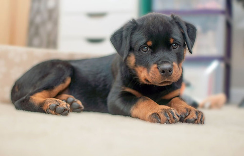 Cachorro Rottweiler Perros Rottweiler Hermosos Dogs