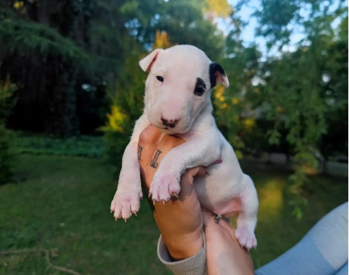 Cachorros Bull Terrier Fca