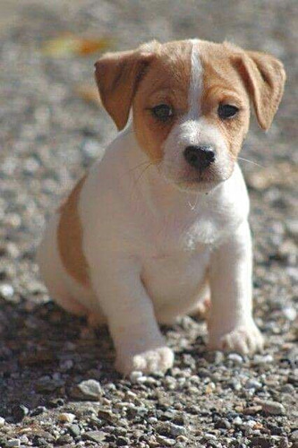 Lindos Filhotes - Jack Russell