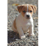 Lindos Filhotes - Jack Russell