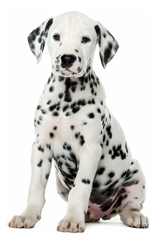 Perros Dalmata Disponibles Para Entrega Inmediata Cachorros