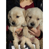 Cachorros Labradores Puros 