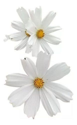 Semillas De Cosmos Blanco  Purity  Flor Abejas Pasto Apicola