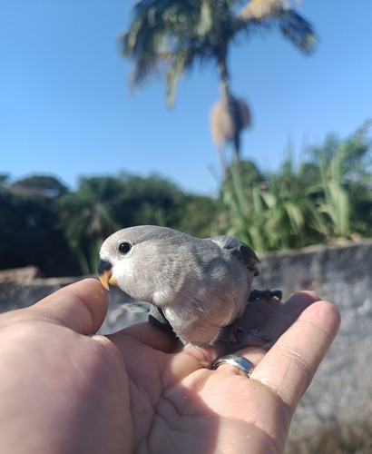 Filhotes De Agapornis Personalta 