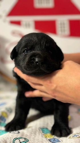 Cachorros Labrador Chocolates Y Negros. Diciembre 2023.