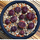 10 Sementes Cacto Pedra Lithops Aucampiae Suculenta P/ Mudas