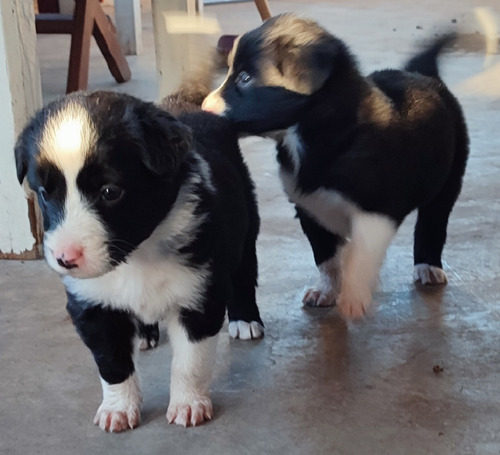 Cachorros Border Collie